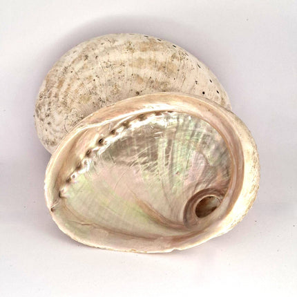 Abalone Shell Natural