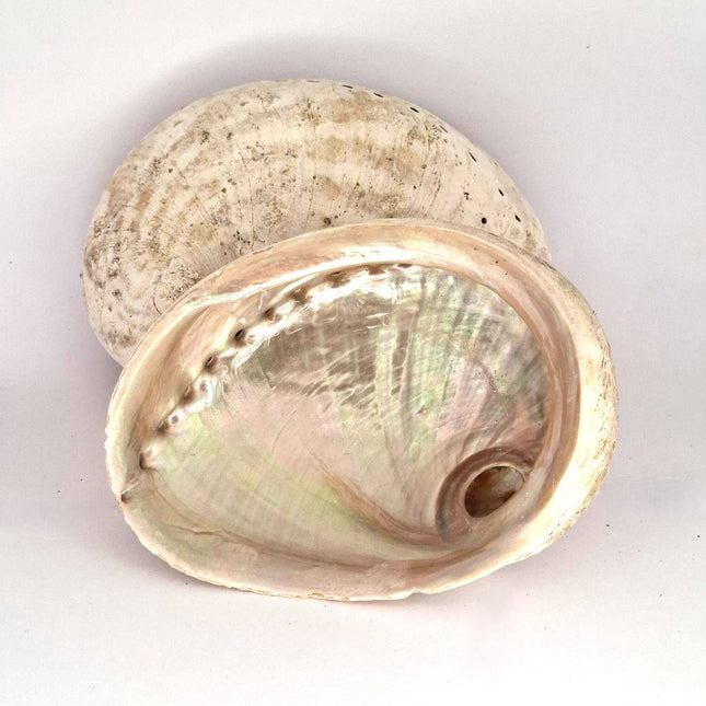 Abalone Shell Natural