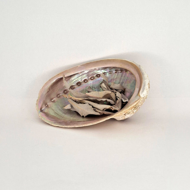 White Sage & Abalone Shell